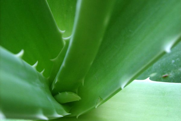 10 Ways To Use Aloe Vera For Beautiful, Healthy Skin