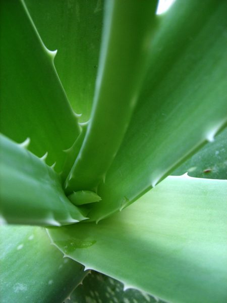Close up of an aloe vera plant